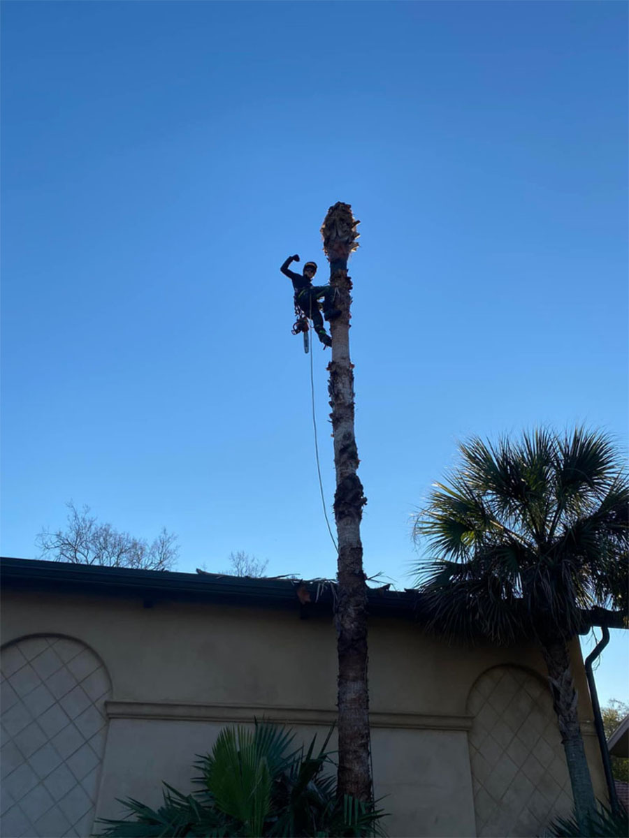Professional tree service in Lafayette, LA – Expert trimming, removal, and care