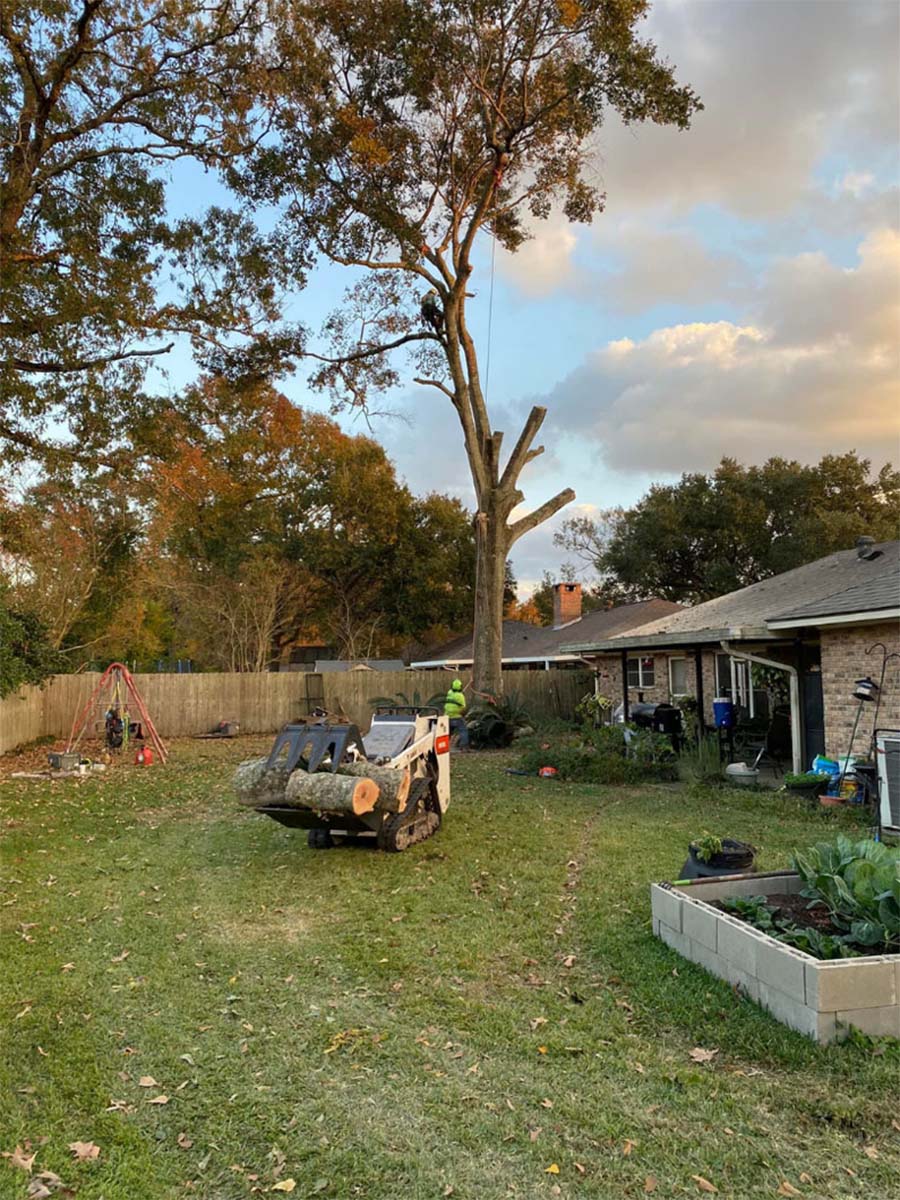 Tree trimming in Lafayette, LA – Maintain healthy and beautiful trees