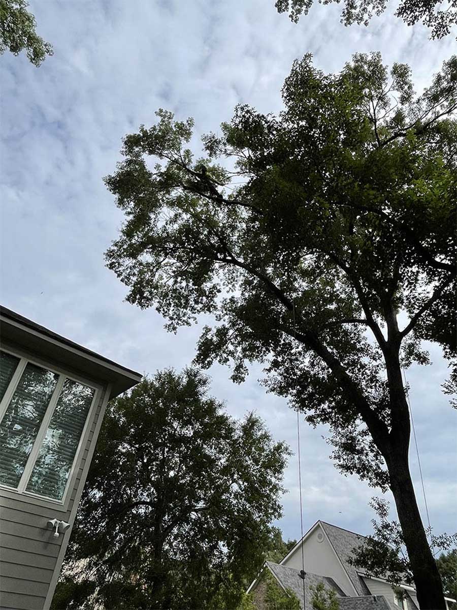 Tree trimming in Lafayette, LA – Maintain healthy and beautiful trees