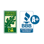 Certified arborists in Lafayette, LA – Expert tree care and maintenance