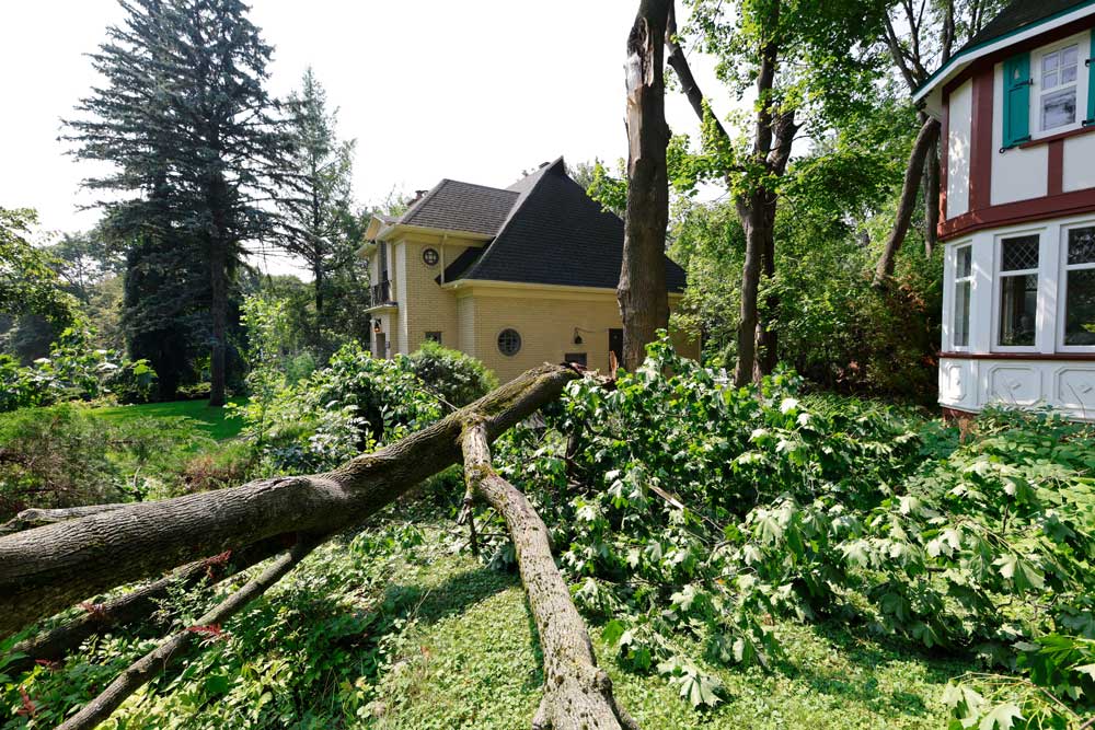 Emergency Tree Removal Service in Loveland