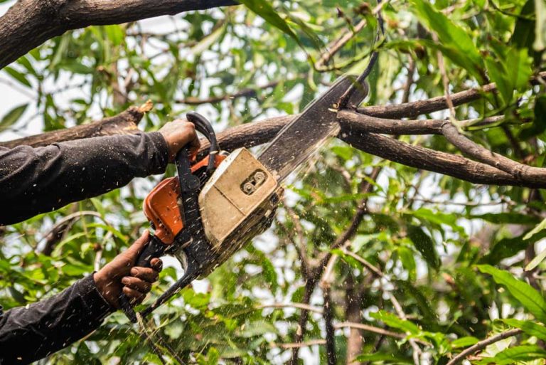 Rocky Mountain Tree Service Trimming