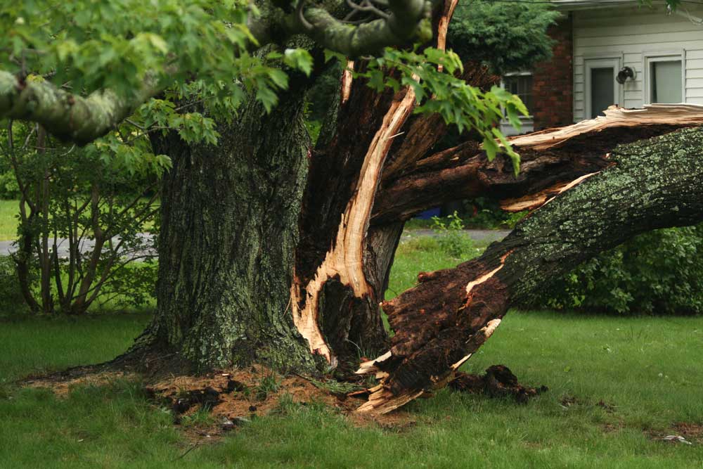 When is Tree Removal Appropriate